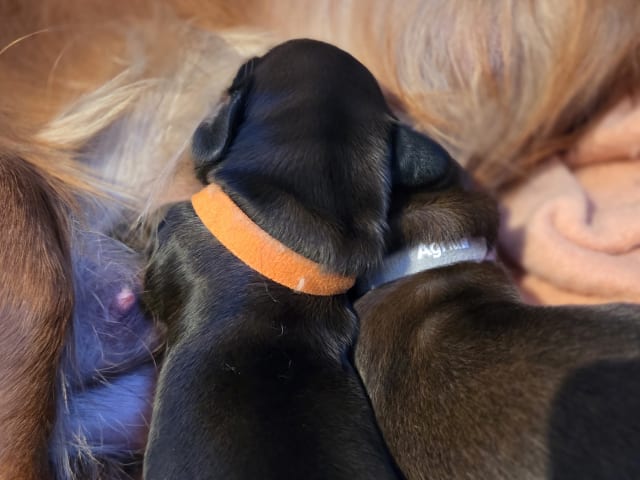 Puppy: Hane/Hane