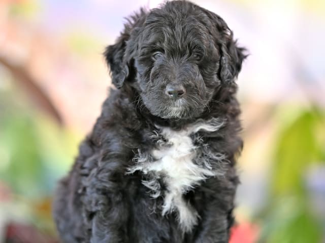 Puppy: Kooby
