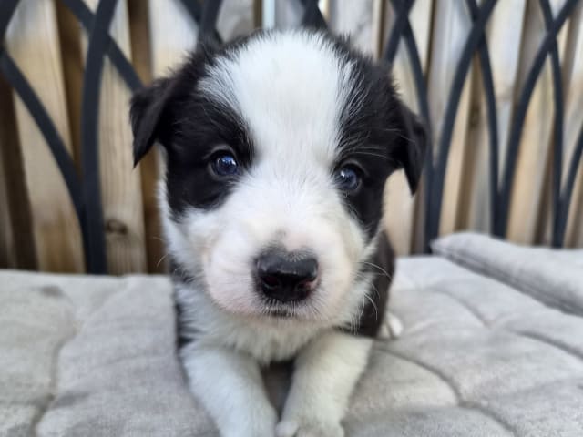 Puppy: Hane 1