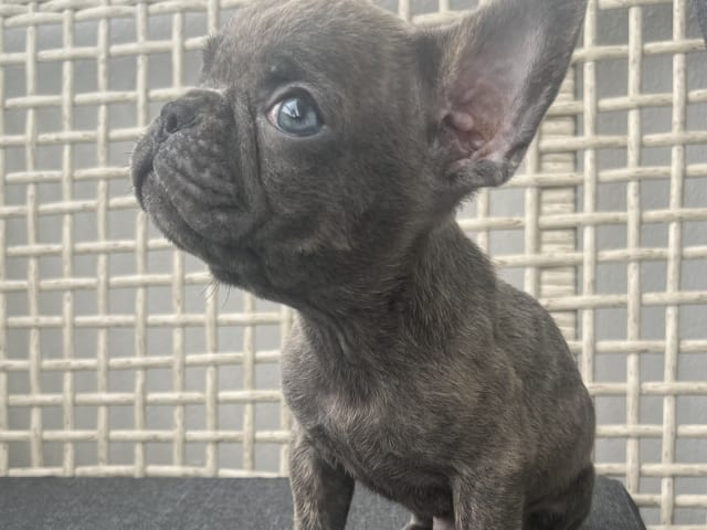 Puppy: Milo