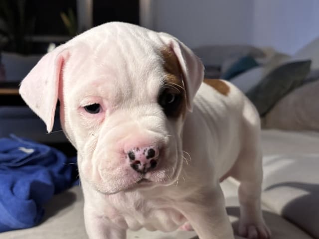 Puppy: MR-BOJANGLES