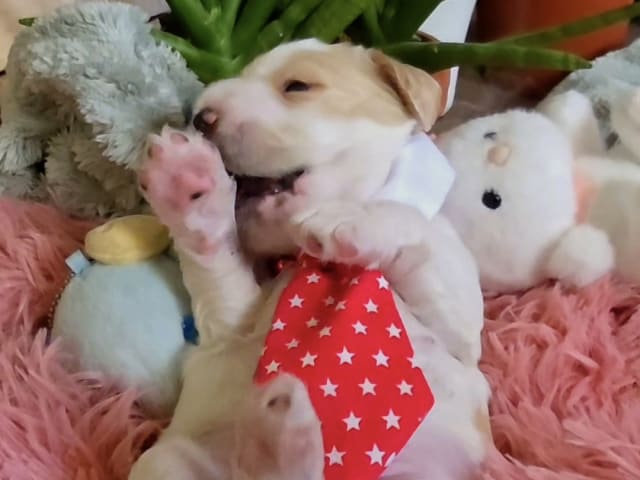 Puppy: Atlas