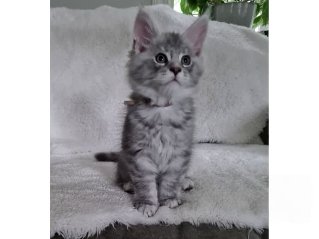 kitten: Pump It Louder