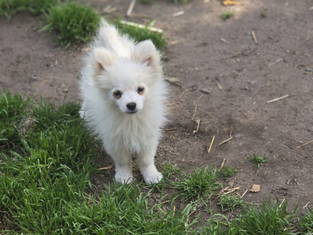 Puppy: Hane 2