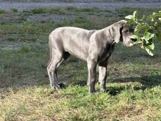 Puppy: Tik 4