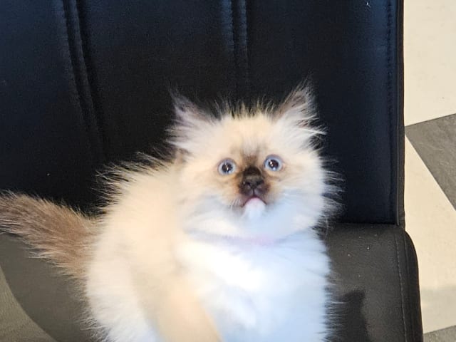 kitten: Kiwi