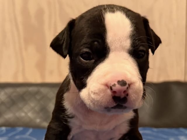 Patrick Nielsen Amstaff