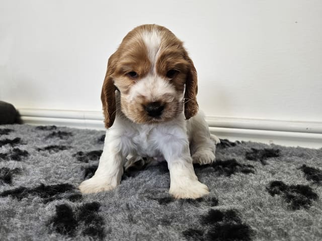 Puppy: Norris Dream Cocker Vide