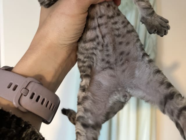 Kattunge: Hane 1