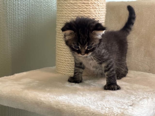 kitten: Svartnos