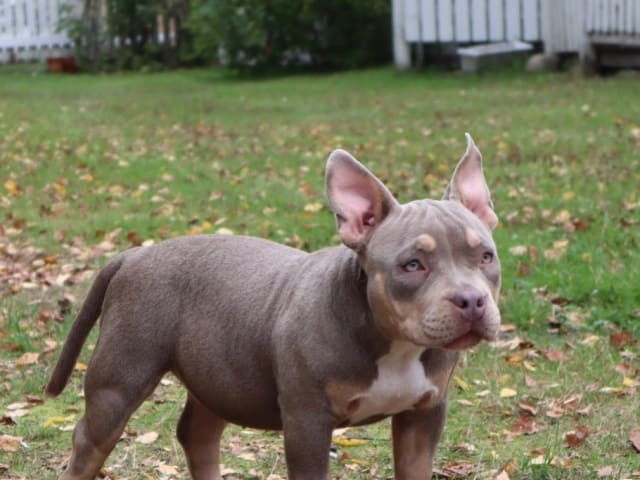 Puppy: Tik 2