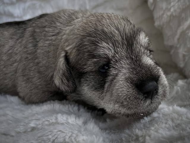 Puppy: Encalnas' Diva