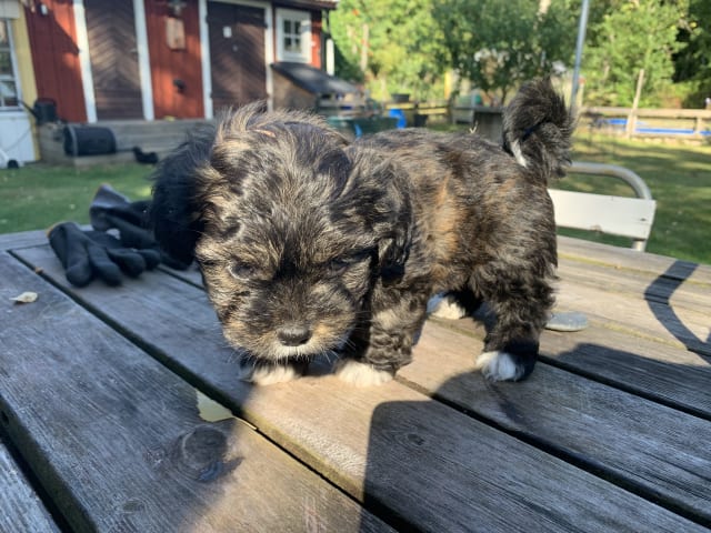 Puppy: Hane 1