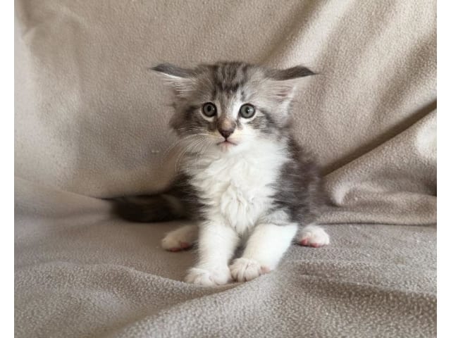 kitten: Pluto