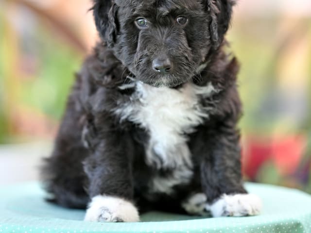 Puppy: Floofy