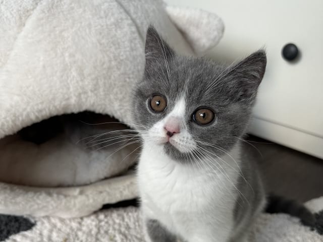 kitten: SE*Royal Whiskers Alwin