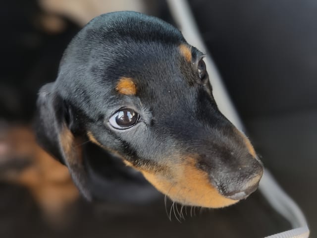 Puppy: Tik 2