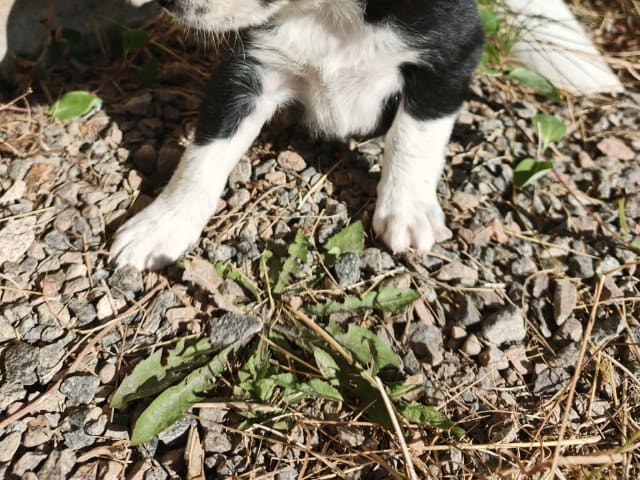 Puppy: Spike