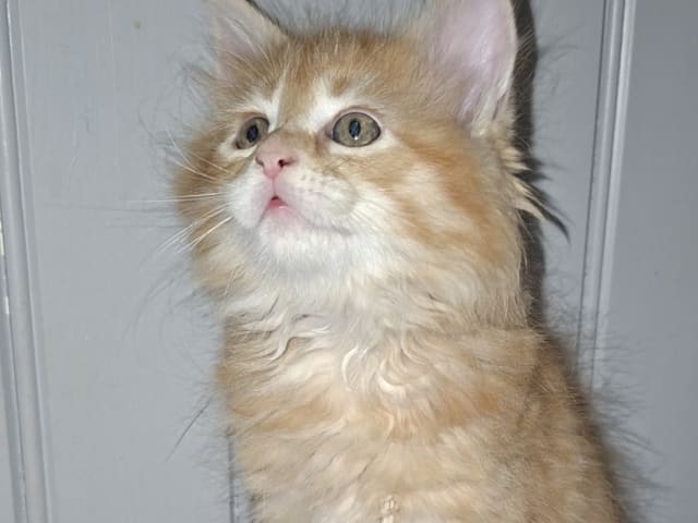 Kattunge: Hona 3