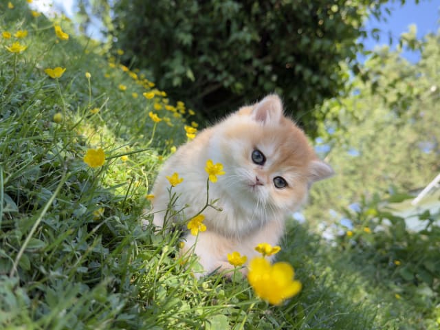 kitten: Bamse
