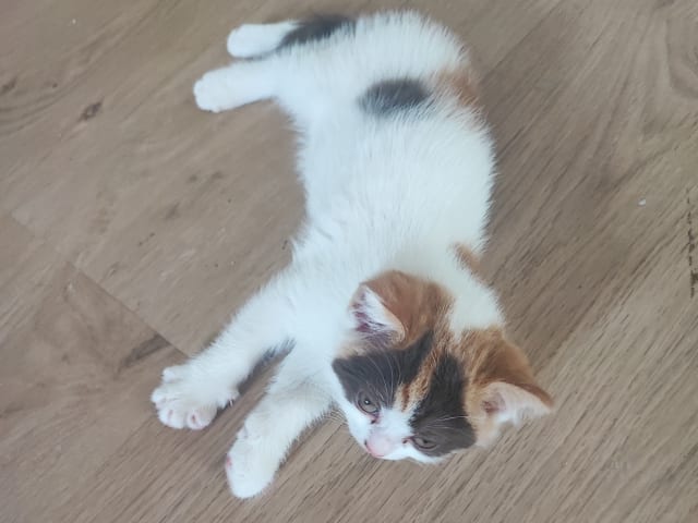 Kattunge: Hona 3