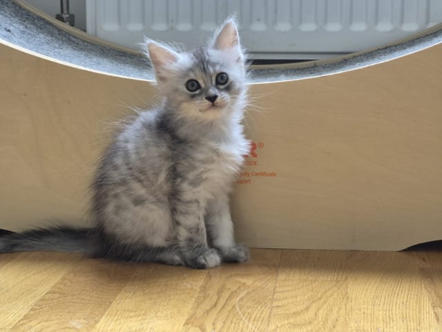 kitten: Easy Does It (Edi)