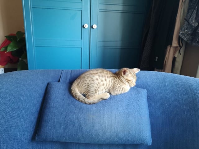 kitten: Charmander