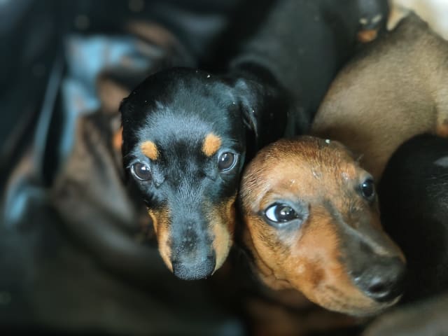 Puppy: Hane 4