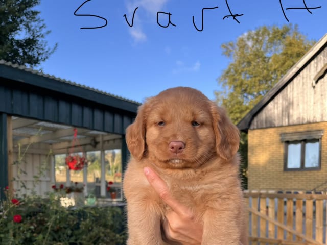 Puppy: Hane 1