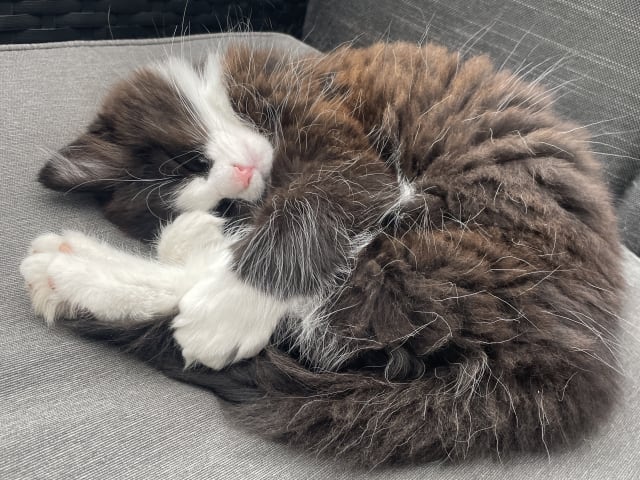 Kattunge: Hona 1