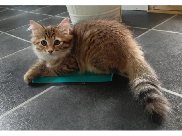 Kattunge: Lisa Berkana