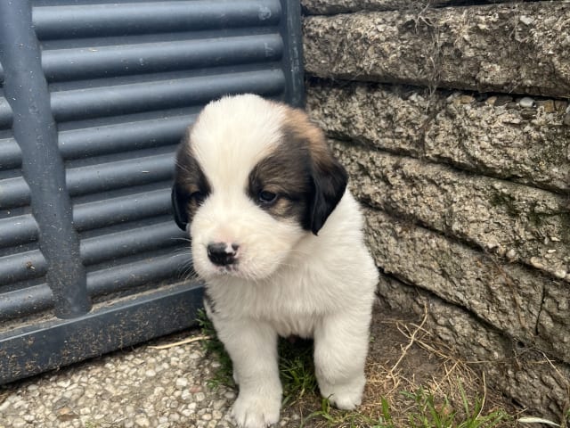 Puppy: Blixten