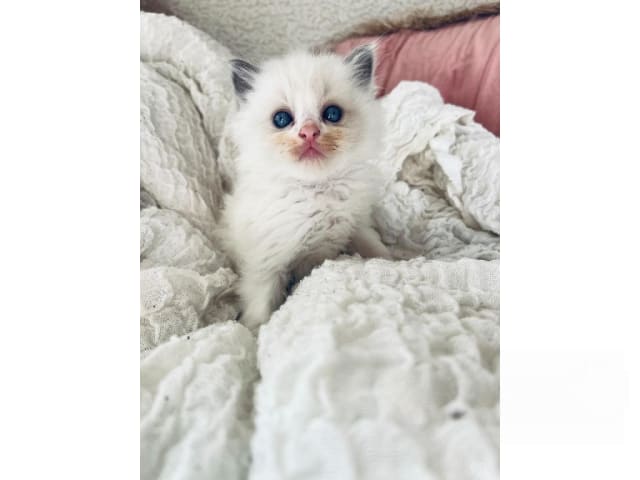 kitten: August