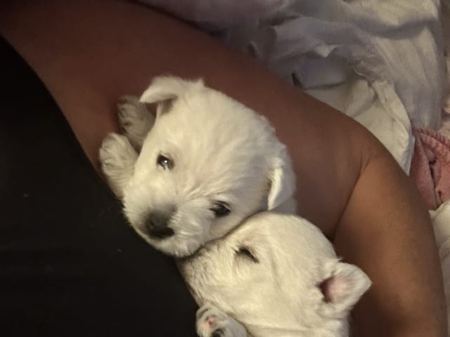 Puppy: Sundance Kid