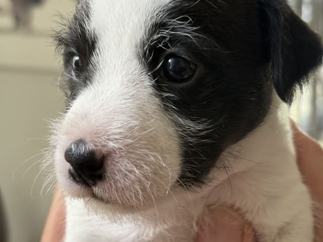 Puppy: Kicki
