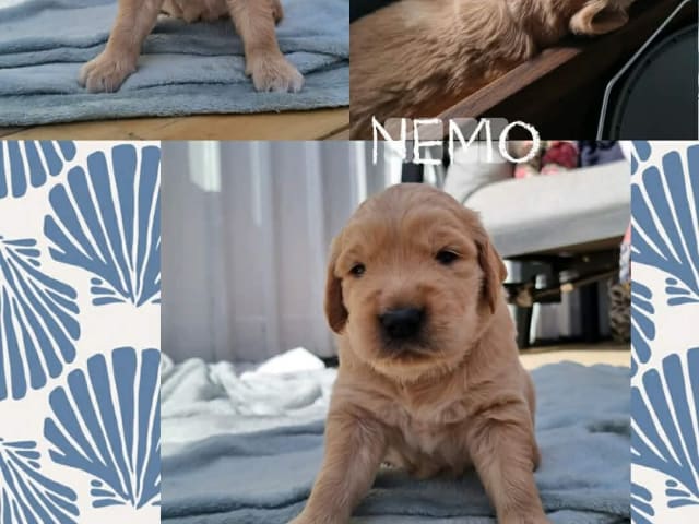 Puppy: Nemo