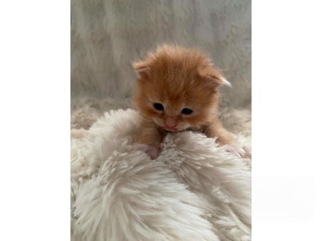 Kattunge: Pegasus