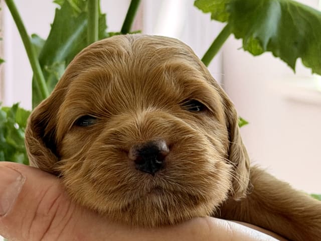 Puppy: Rød