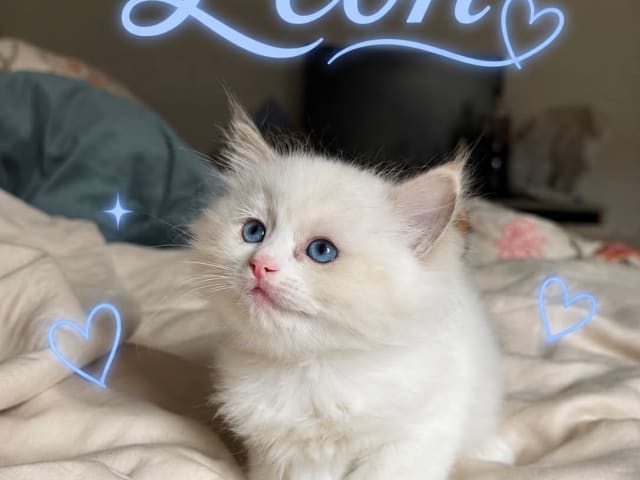 Kattunge: Leon