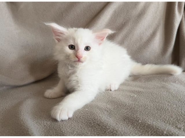 kitten: Stora Björn