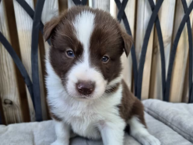 Puppy: Tik 2
