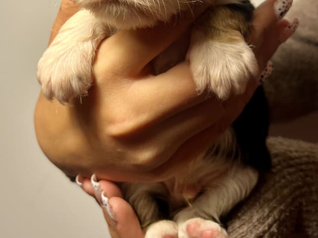 Puppy: Hane 1 Scott