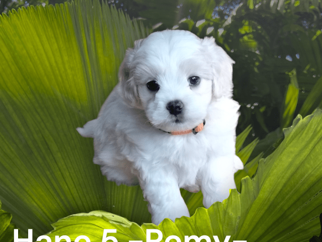 Puppy: Remy