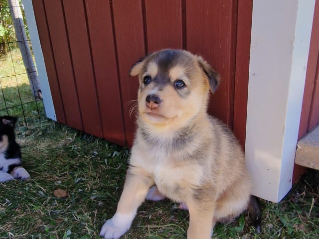 Valp: Olle