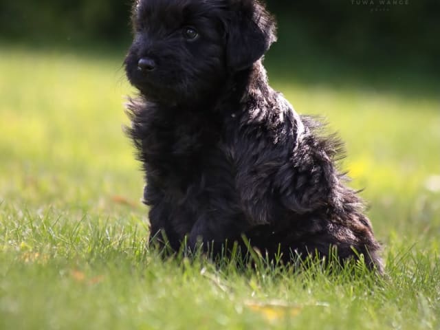 Kennel Dirgis