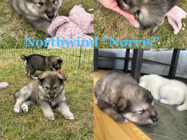 Puppy: Northwind "Norris"