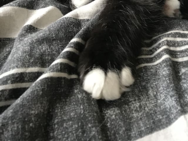 Kattunge: Hane 1