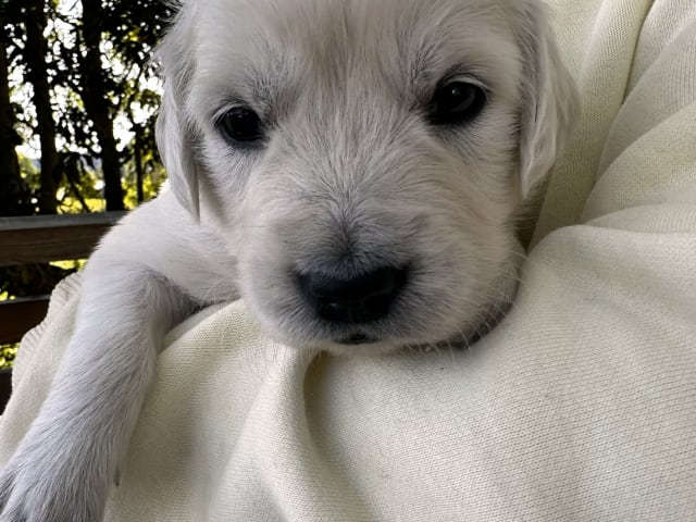 Puppy: Asta
