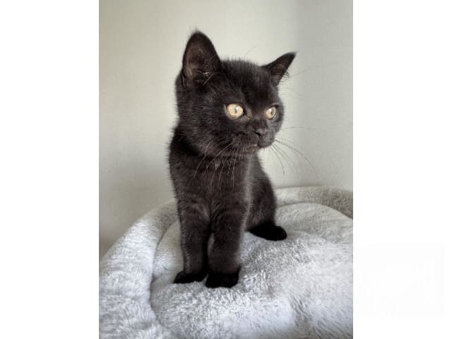 Kattunge: Leo
