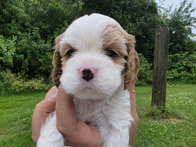 Puppy: Tik 3